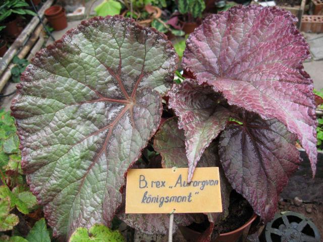 Begonia Aurogrvon K?nigsmont